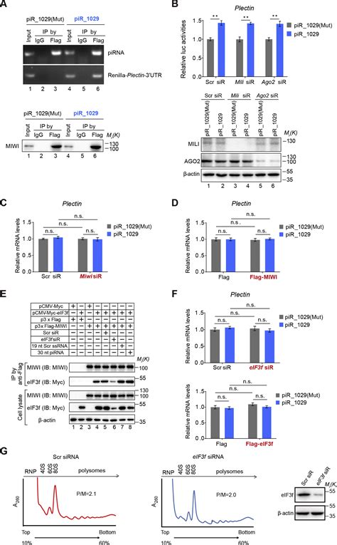 A Translation Activating Function Of Miwi Pirna During Mouse