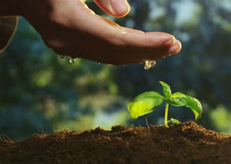 What Type of Seeds Are You Sowing? – Dr. Lucille Farrell Scott