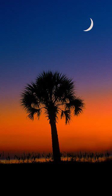 Palmetto Tree State Tree South Carolina