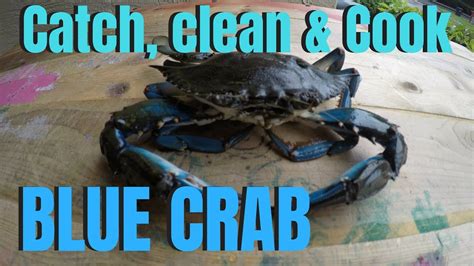 How To Catch Blue Crab Youtube