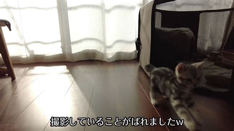 遊びたい盛りのアメショの子猫、遊ぶうちに“ぽんぽこりんのお腹”が挟まってしまう ニコニコニュース オリジナル