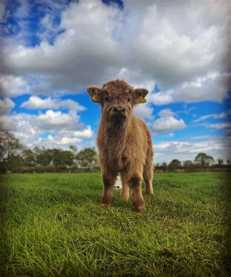 He S Sooooo Fluffy Monk Park Farm