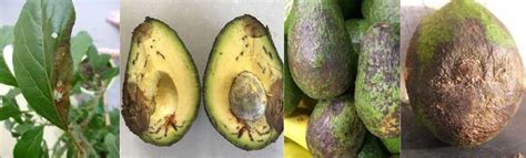 Avocado Tree Disease Causes Symptoms And Prevention