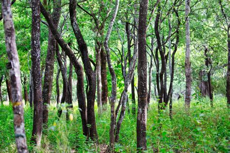 Sandalwood Forest Reserve In Marayoor Kerala India 2458529 Stock Photo