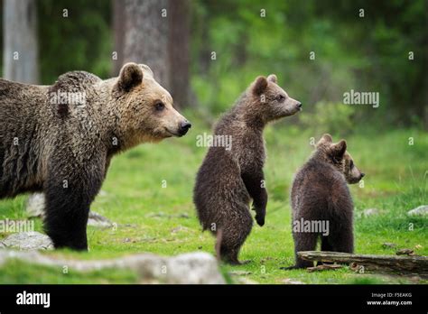 Brown Bear Cubs And Adult Ursus Arctos Finland Scandinavia Europe