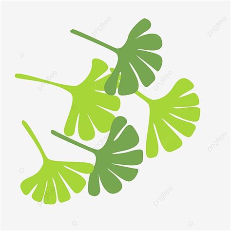 Ginkgo Leaf Clipart Vector Ginkgo Leaf Vector Illustration Png Plant