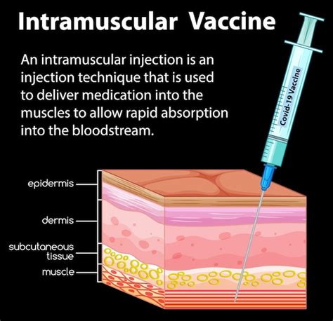 Intramuscular Injections Ppt - Riset