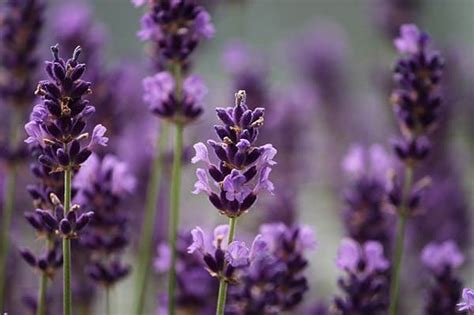 Lavendel Snoeien Waarom Hoe Wanneer En Waarmee