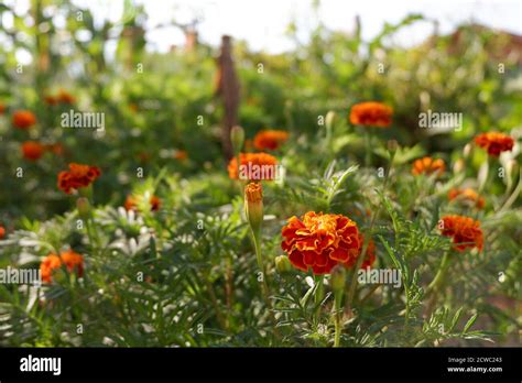 Beautiful marigolds in yellow garden Stock Photo - Alamy