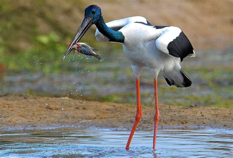 Black Necked Stork Ephippiorhynchus Asiaticus