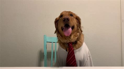 Dog Interviews For New Job Try Not To Laugh Youtube