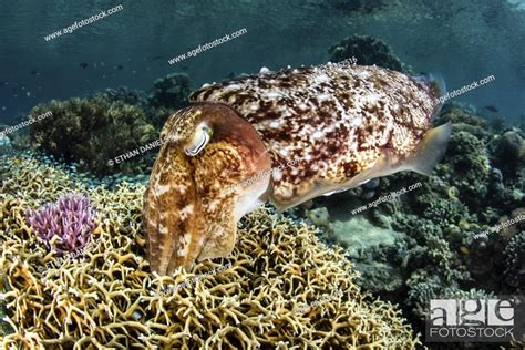 Broadclub Cuttlefish Laying Eggs Sepia Latimanus Komodo National Park