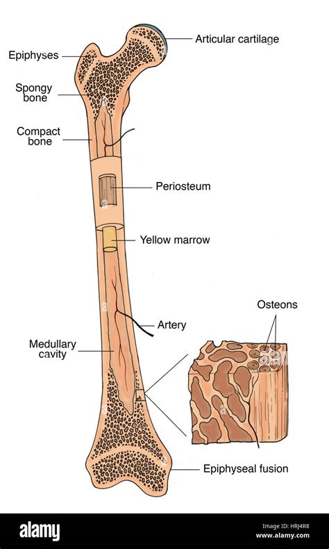 Illustration Of Bone Structure Stock Photo Alamy