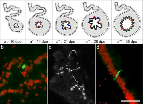 Enteroendocrine Cell Regeneration In H Glaberrima Intestine A Diagram