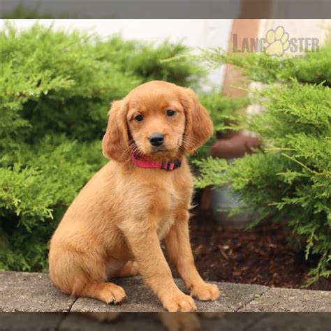 Miniature Golden Retriever Puppies for Sale | Lancaster Puppies