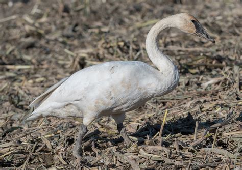 Swan, Trumpeter 20171106-38 | Wings Over Skagit