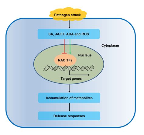 Ijms Free Full Text Nac Transcription Factors As Positive Or