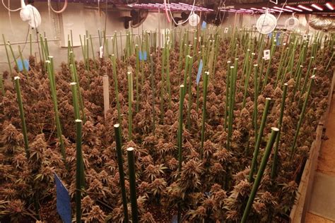 Decomissen més de 240 plantes de marihuana a Castellar Diari de Sabadell