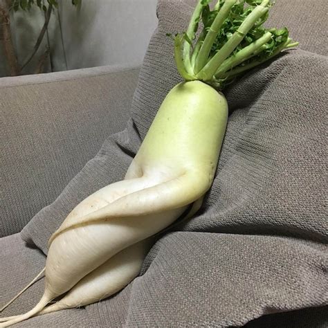 Japanese Sexy Daikon Radish Is A Professional Cuddler And Hes Here For You