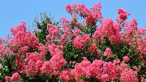 How To Grow Crape Myrtles Garden Goods Direct Plant Guide