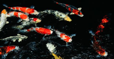 Kohaku Koi are Defined by their White Body and Red Markings