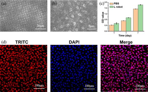 Cell Cytotoxicity Tests With Mouse Fibroblasts L Cells Sem Image