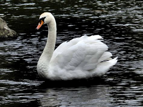 Swans At Kendal May 2015 Cygnus Olor Cisnes Animales Salvajes