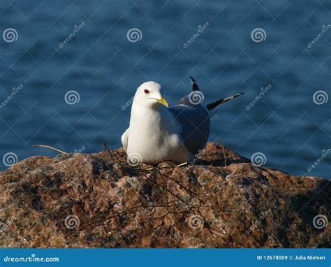 Seagull Nesting Royalty Free Stock Images - Image: 12678009