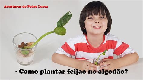 Como Plantar Feij O Algod O