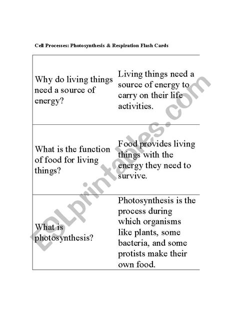 Photosynthesis And Respiration Worksheet Englishworksheetmyid