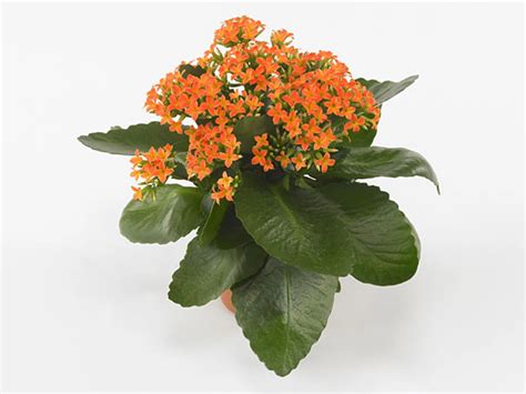 Kalanchoe Blossfeldiana Single Galera Orange