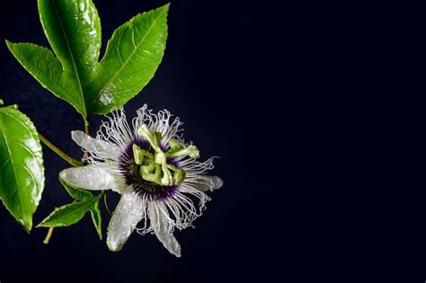 Premium Photo Passion Fruit Flower On Black Background Healthy Fruit In Summer