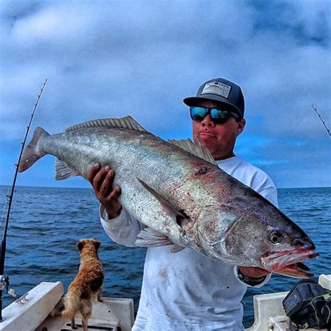 Photo Baja Fishing Report Discover Baja Travel Club