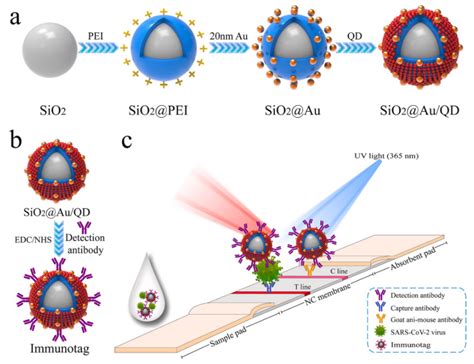 Nanomaterials Free Full Text Nanotechnology Based Diagnostics For Diseases Prevalent In