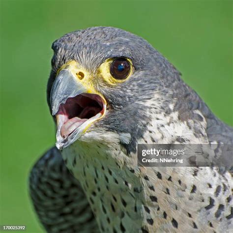 3135 Peregrine Falcons Stock Photos High Res Pictures And Images