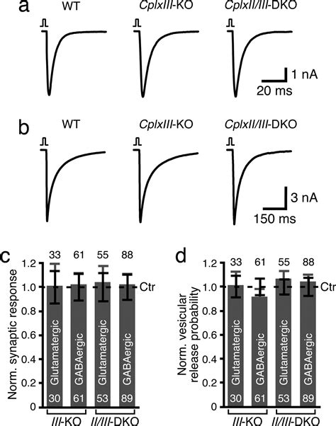 Complexins Facilitate Neurotransmitter Release At Excitatory And