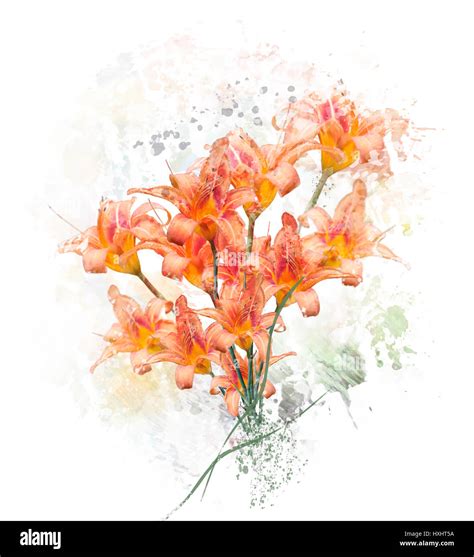 Digital Painting of Orange Lily Flowers Stock Photo - Alamy