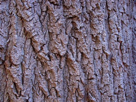 Fotos Gratis Naturaleza Rama Madera Textura Hoja El Maletero