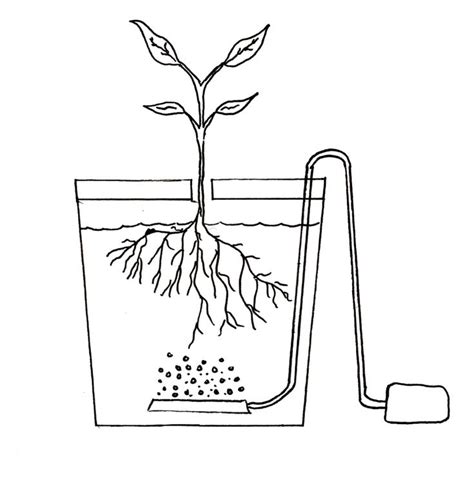 Cómo fabricar el sistema de cultivo hidropónico más sencillo