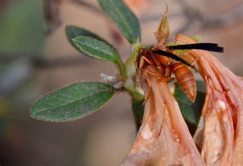 Wasp On Dead Azalea Stock Photo Image Of Growth Insect 90119006