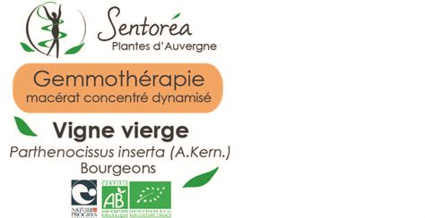 Gemmo de Vigne vierge Sentoréa Plantes d Auvergne