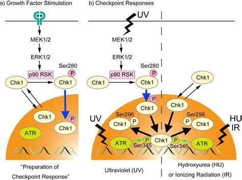 P Rsk Arranges Chk In The Nucleus For Monitoring Of Genomic