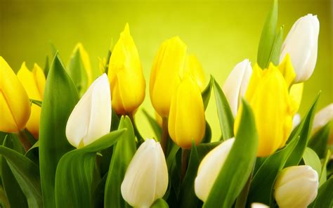 Download Yellow Flower Flower Nature Tulip Hd Wallpaper