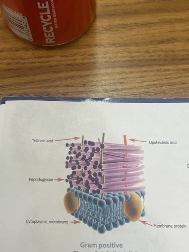 Experiment The Gram Stain Flashcards Quizlet