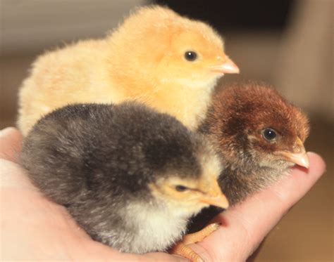 Hybrid For Sale Chickens Breed Information Omlet