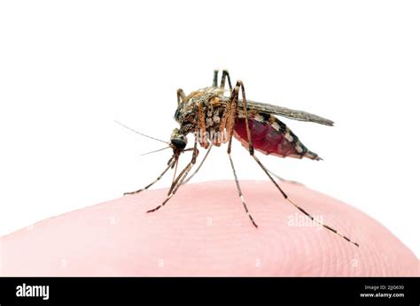 Mosquito Infectado Por Malaria Aislado En Fondo Blanco Leishmaniasis Encefalitis Fiebre