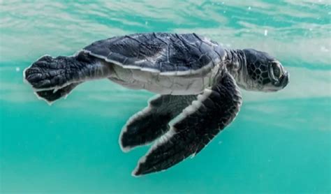 Adesione Del Comune Di Priolo Al Progetto Life Turtlenest Siracusa Post