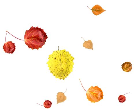 Bright And Colorful Falling Autumn Leaves 36468729 Png