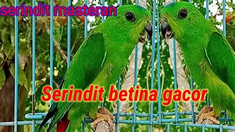 BURUNG SERINDIT BETINA GACOR UNTUK MEMIKAT JANTAN DAN MASTERAN - YouTube