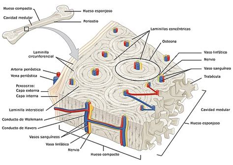 Hueso Compacto Características Estructura Funciones